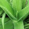 Aloe Vera ESI 500 ml - Puro Succo Fresco 100%