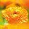 Weleda unguento calendula normalizzante utile in caso di ferite 25 g