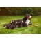 Completa Cani 50 compresse - supporto vitaminico per cani