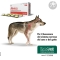 Alevica - 40 compresse masticabili antiossidanti per Cani e Gatti