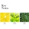 Green Tea - Eau De Toilette Donna 30 ml Vapo