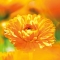 Weleda Baby Olio Extra Delicato alla Calendula 200 ml