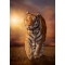 Tiger puzzle per adulti da 1500 pezzi