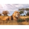 The king Puzzle Per Adulti Da 1000 Pezzi