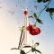 KENZO Flower By Kenzo L'Absolue - Eau De Parfum Donna 30 ml Vapo