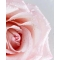 Nivea Rosa & Argan Idratante 48H - Crema Corpo Per Pelle Normale O Secca 500 ml