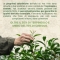 Optima Naturals Tea Tree Oil - Olio Essenziale 100% Puro 10 Ml