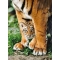 Ginger Cat 30415 - Puzzle da 500 pezzi