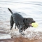 air dog squeaker football large - gioco per cani