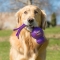 wubba large - gioco per cani colori assortiti