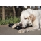 goodie bone extreme medium - gioco per cani