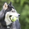 SqueakerAir Balls - Pallina Da Riporto X-large Per Cani
