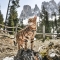 Easy P Extra Small Blu - Pettorina in Nylon regolabile per Cani e Gatti