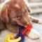Puppy Teething Keys - Chiavi Masticabili per Cuccioli per la Dentizione Gusto Bacon Small