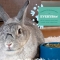 Young Rabbit - Mangime completo per conigli giovani 2,27 Kg