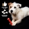 Tasty Bone - Giocattolo Osso Per Cuccioli Gusto Manzo