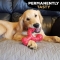 Tasty Bone Beef - Osso Masticabile per Cani Gusto Manzo Large