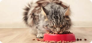 Categoria-Gatti Cibo Secco
