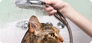 Categoria-Gatti Lettiere e Igiene