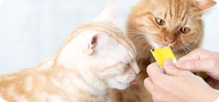 Categoria-Gatti Snack
