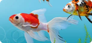 Categoria-Pesci e Acquariologia