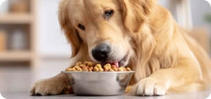 Categoria-Cani Cibo Secco