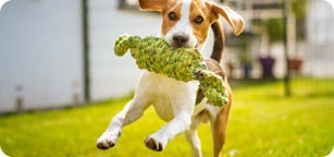 Categoria-Cani Giochi e Accessori