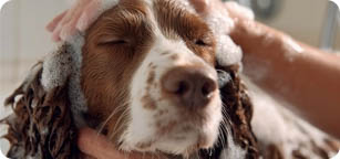 Categoria-Cani Igiene