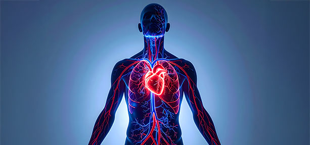 Categoria-Trattamento Cardiovascolare - Prevenzione Cardiovascolare