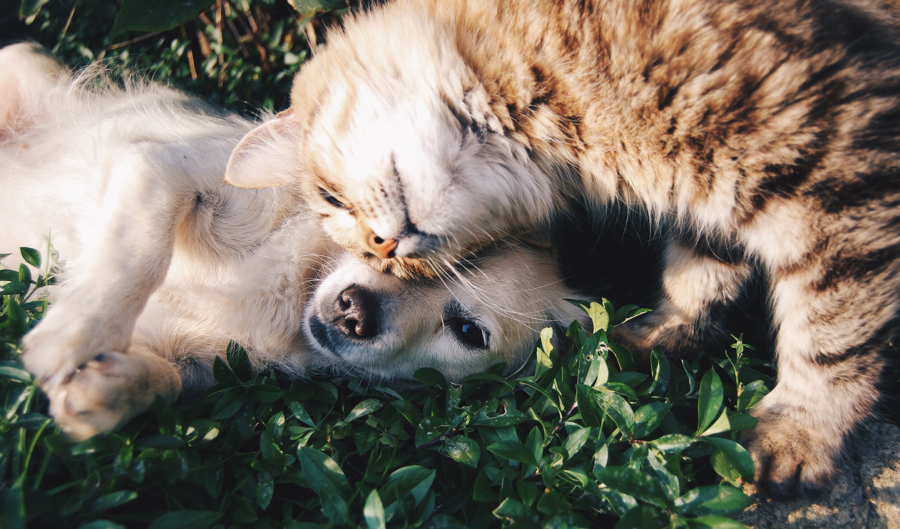 La convivenza tra cani e gatti. Chi l’ha detto che non si può?