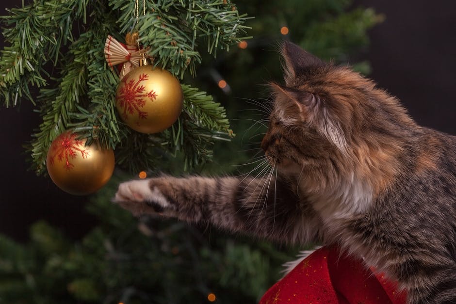 gatto e albero di Natale