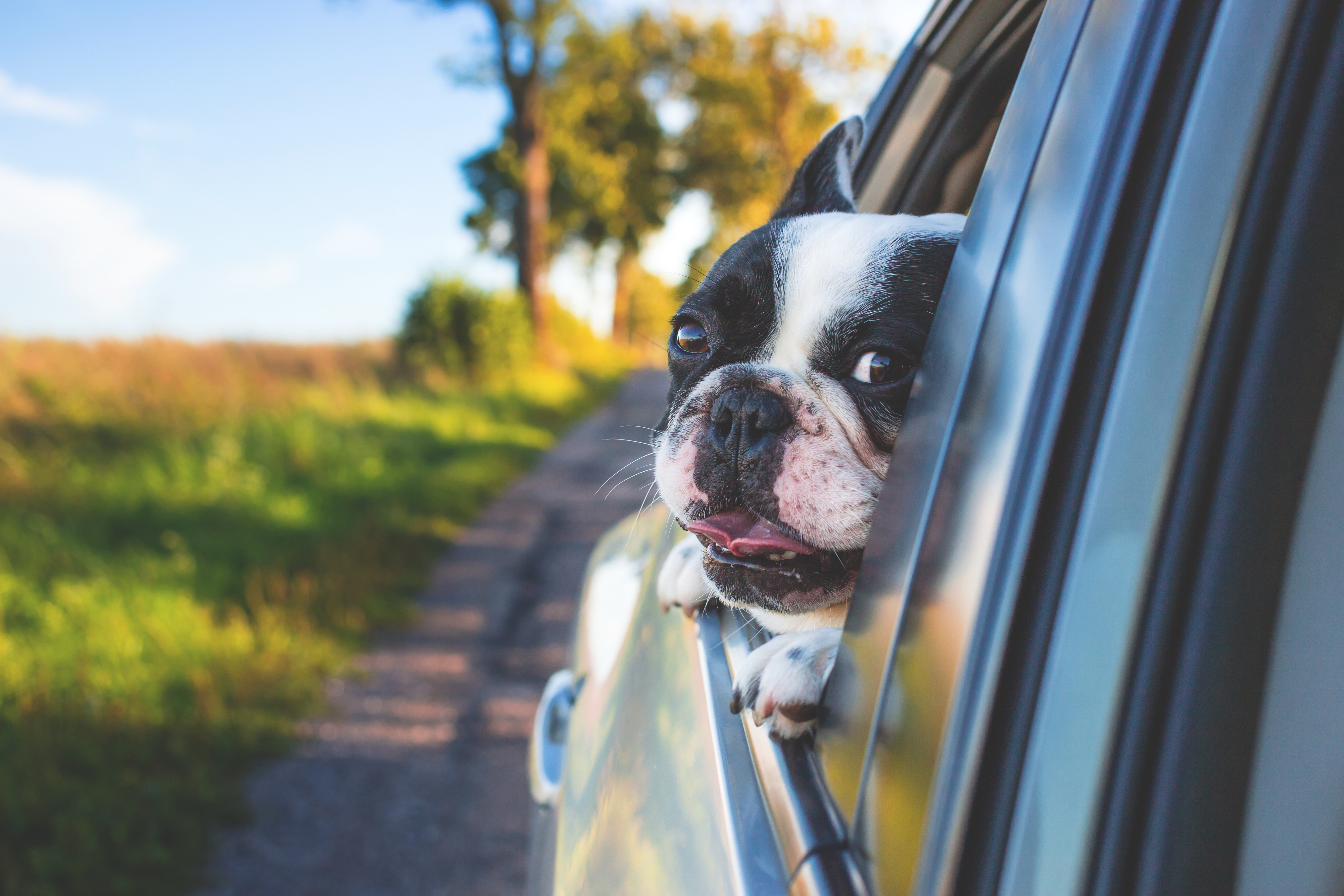 Vacanze a 4 zampe: 10 consigli per vivere al meglio l'estate con gli animali