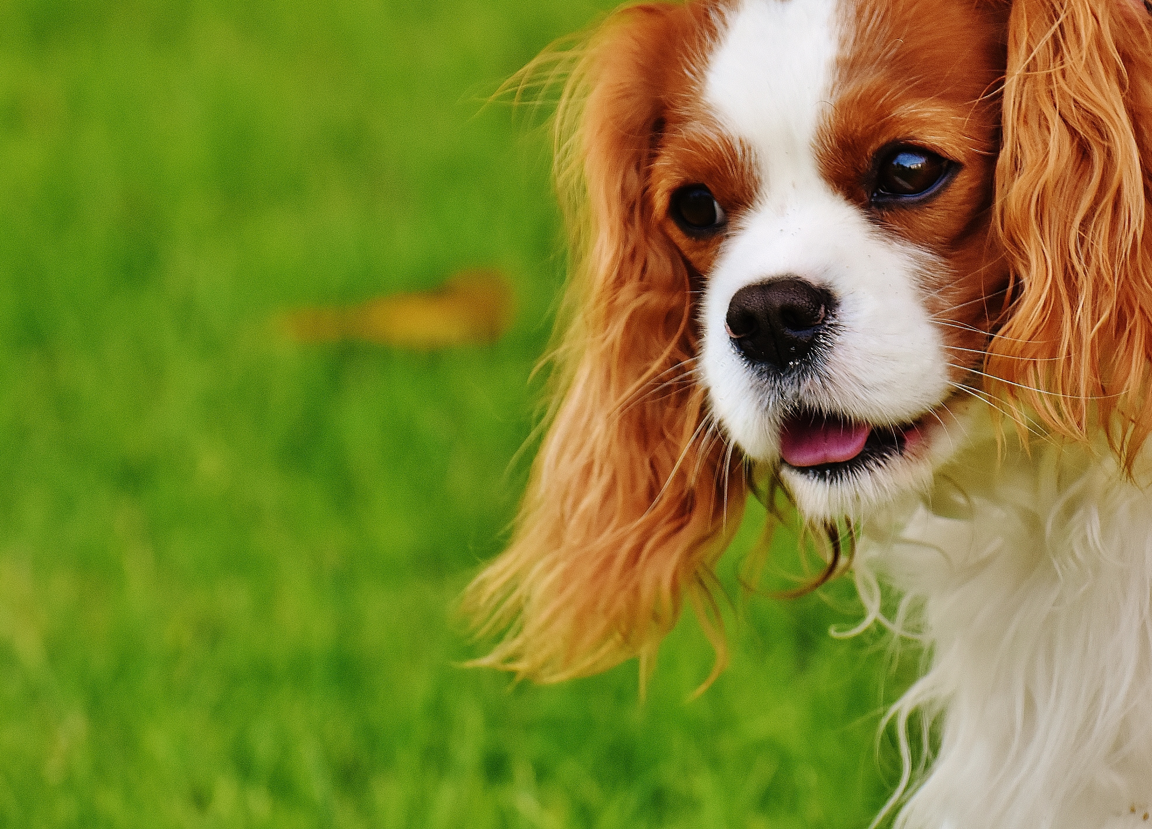 Come rendere morbido e lucido il pelo del cane