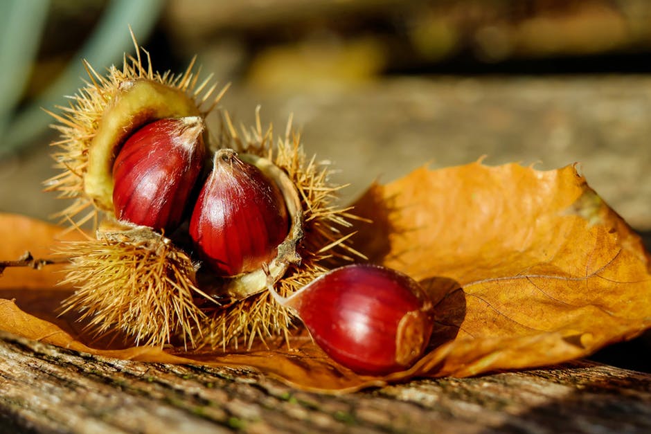 Castagne: proprietà, calorie e benefici di un frutto delizioso