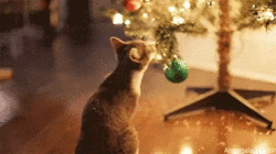 Albero di Natale e gatto: come fare per evitare una catastrofe