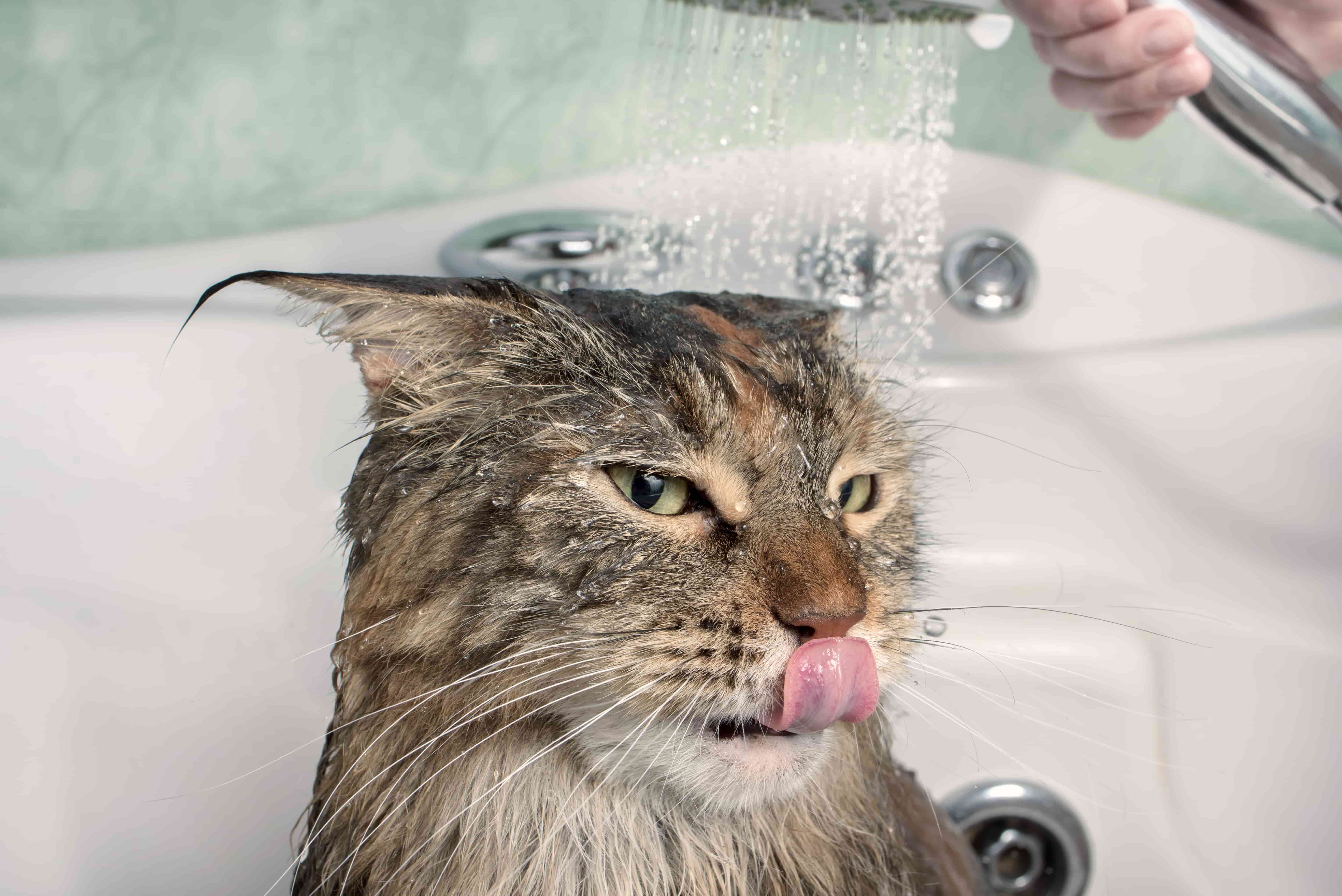 Come lavare il gatto (senza rischiare la vita)